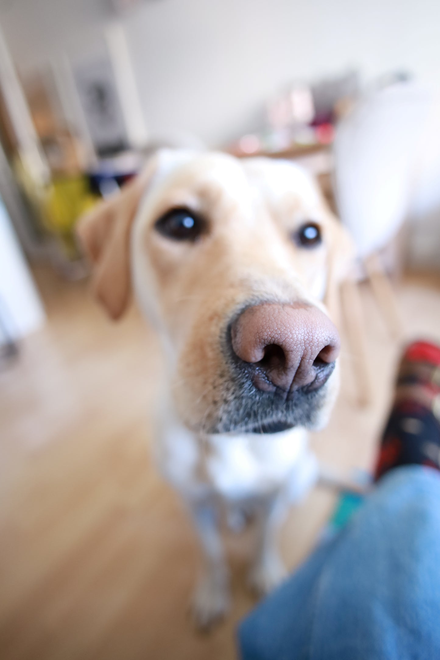 labradorable gift card